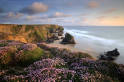 Bedruthan Steps & pink thrift35-35