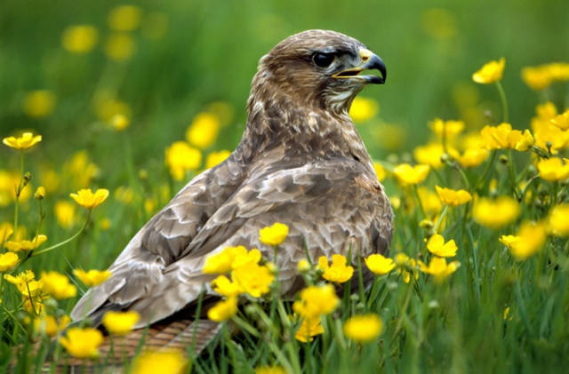 Buzzard-Buteo Buteo-Image 22 of 24