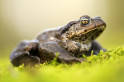Common Toad {Bufo Bufo-Image 5 of 9