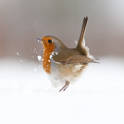 Robin-Erithacus Rubecula-Image 1 of 24