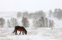 《雪》（风光类）