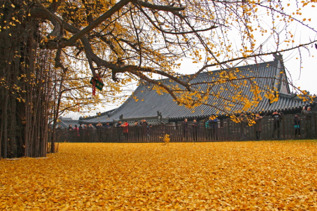 《黄金甲---西安古观音禅寺》